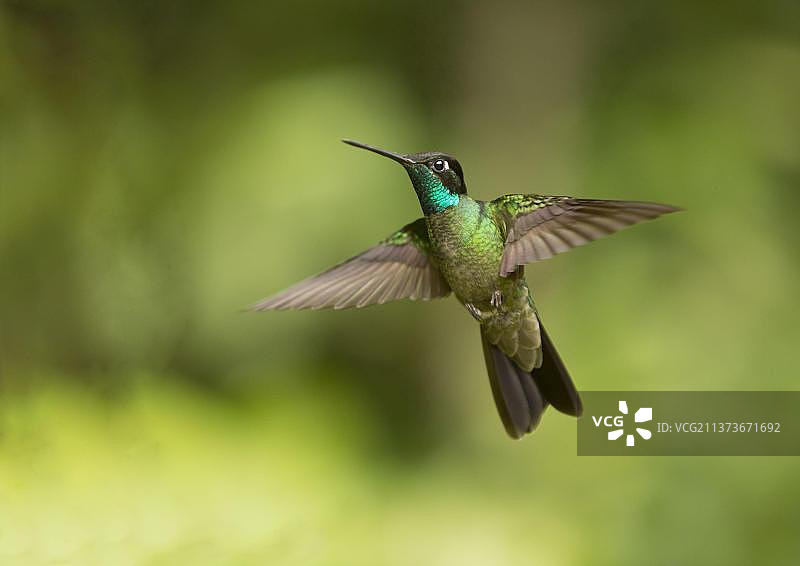 紫冠蜂鸟图片素材