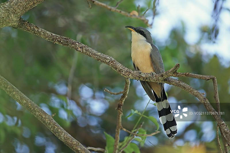 中美洲特立尼达和多巴哥红树林布谷鸟图片素材