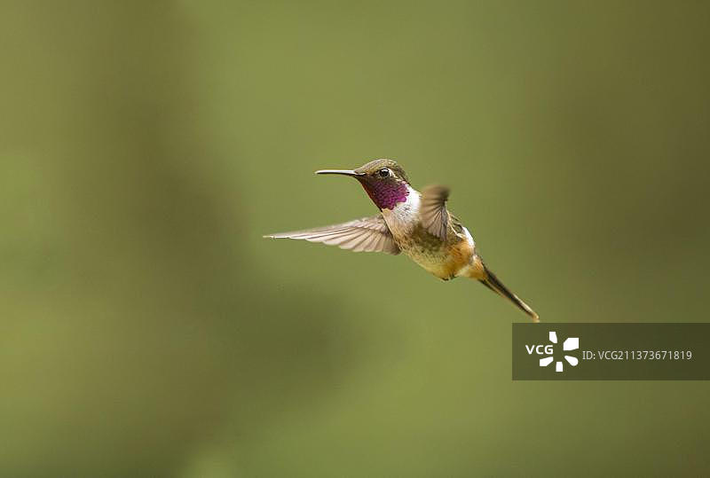 紫喉蜂鸟图片素材