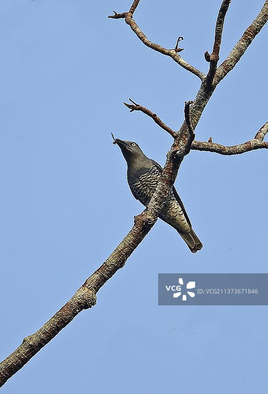腹横纹灰鹃（苏门答腊亚种）成年雌性，嘴里叼着昆虫，栖息在马来西亚半岛蒂蒂旺沙山脉国家公园的树枝上图片素材
