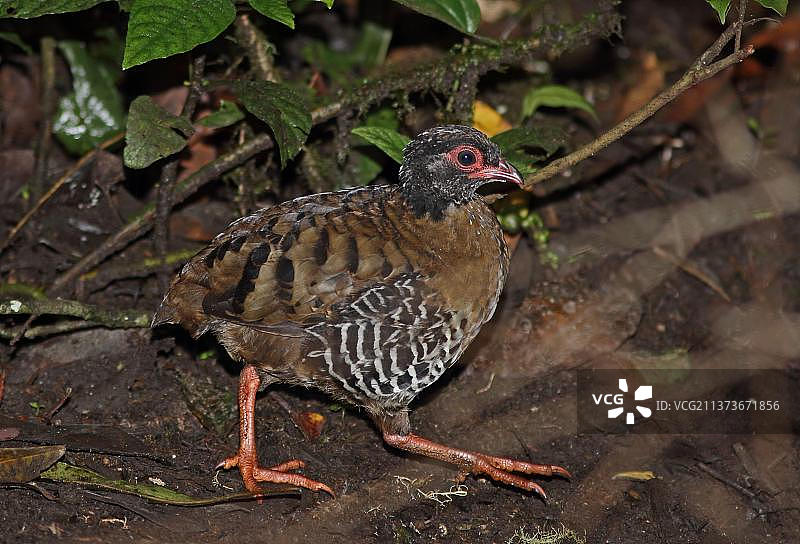 红嘴山鹧鸪，印尼苏门答腊岛图片素材