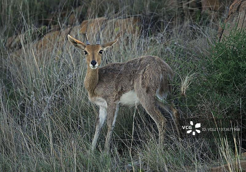 南部山苇羚幼年雄性，站立在 Wakkerstroom, Mpumalanga, 南非，非洲岩石山坡上图片素材