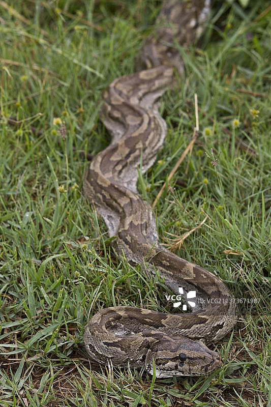 北部岩蟒图片素材