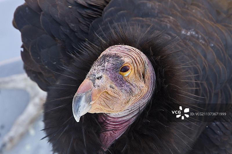 加州秃鹰图片素材