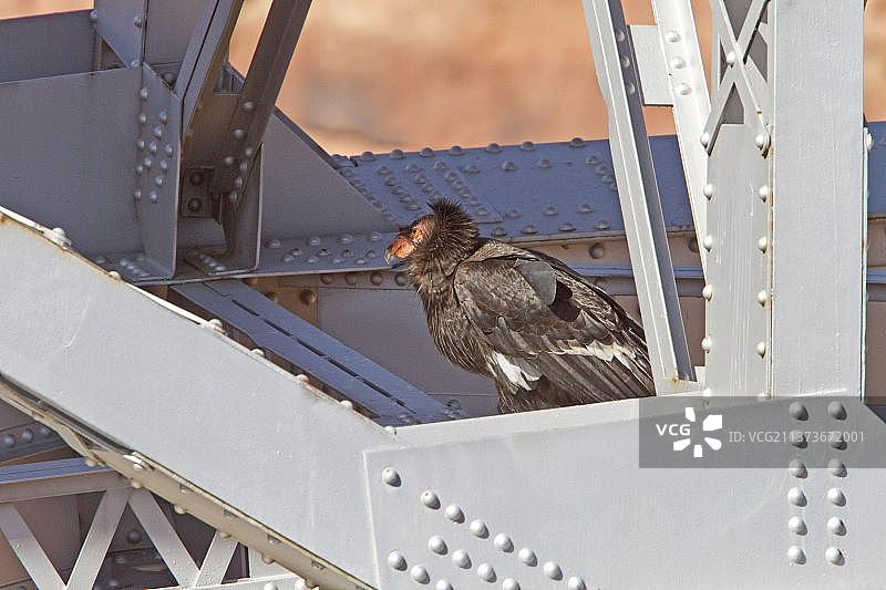 加州秃鹰图片素材