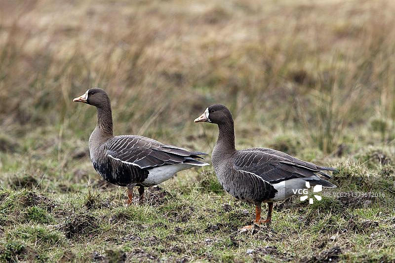 白额雁，在艾莱岛上的格陵兰白额雁图片素材