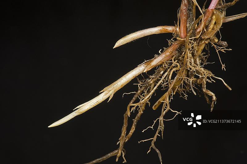 根和蔓延的匍匐冰草图片素材