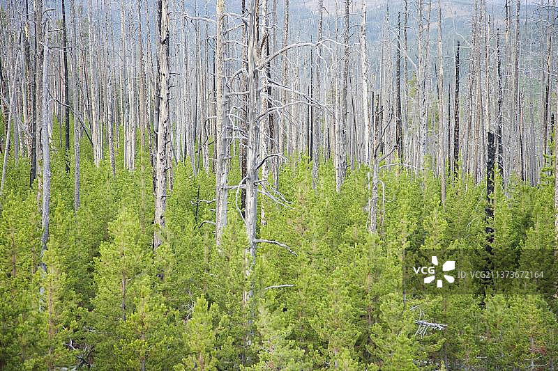 森林火灾后，黄石公园中针叶树的再生图片素材