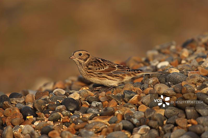 Salthouse的拉普兰德长爪沙锥（Calcarius lapponicus），诺福克，英格兰，英国，欧洲图片素材