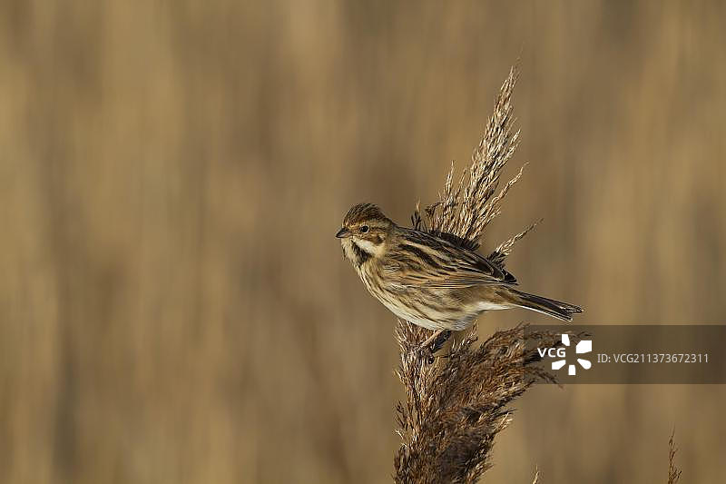 雌性苇鹀以芦苇种子为食，英国诺福克图片素材