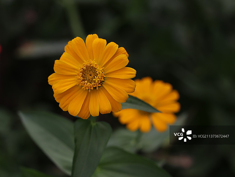 黄色百日菊特写镜头图片素材