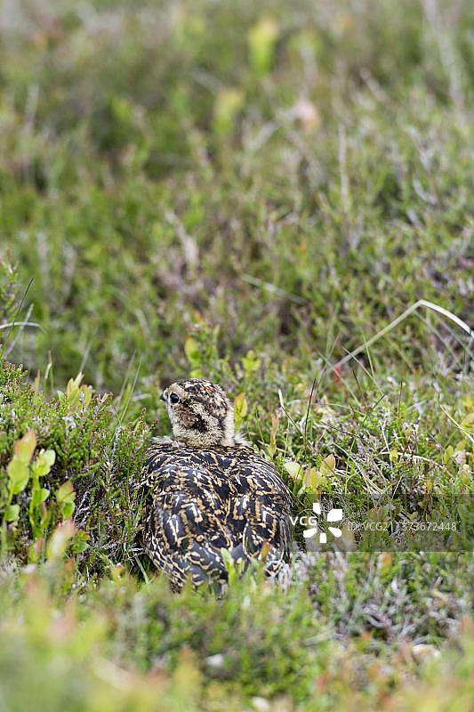 红 Grouse（Lagopus lagopus scoticus）松鸡、鸡、Grouse、鸟类、红色 Grouse雏鸟图片素材