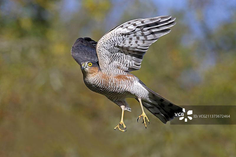 雀鹰（Accipiter nisus）成年雄性，飞行中，英国沃里克郡图片素材