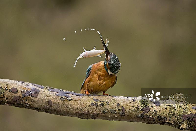 普通翠鸟：停在树枝上捕食红眼鱼图片素材