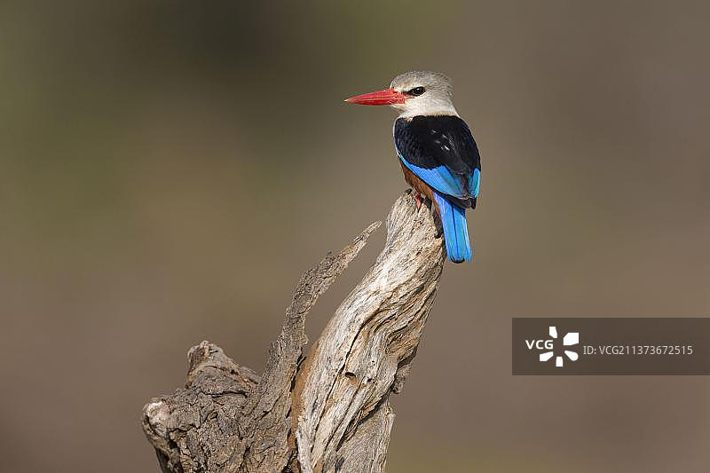 灰头翠鸟（Halcyon leucocephala）成年个体，栖息在树枝上，肯尼亚桑布鲁国家保护区，非洲图片素材