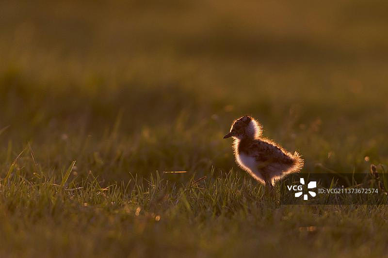 在英国萨福克郡的牧场上，夕阳逆光下的凤头麦鸡幼鸟图片素材