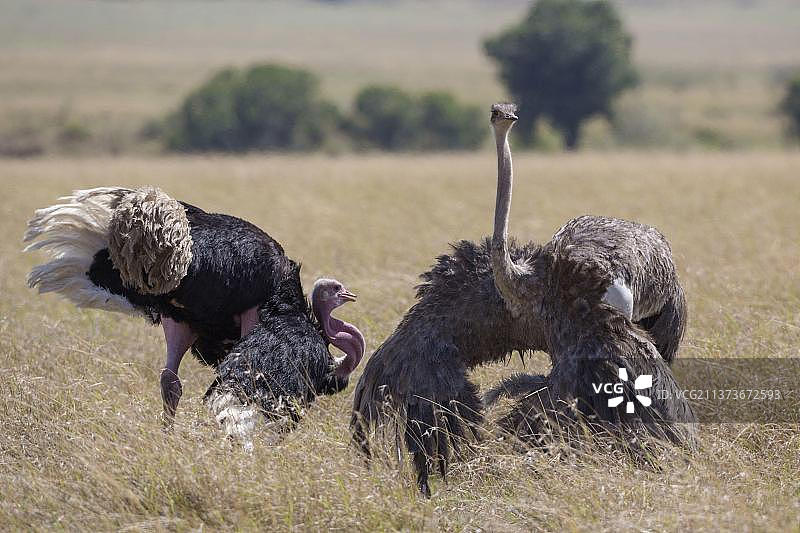东非鸵鸟（Struthio camelus massaicus）成年夫妇在稀树草原中展示，肯尼亚马赛马拉国家保护区，非洲图片素材