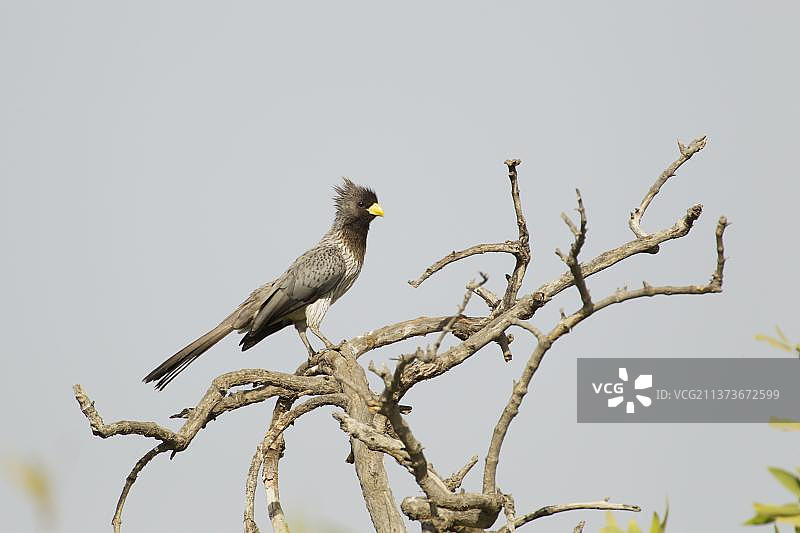 黑尾叫鸭图片素材