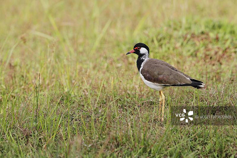 红肉垂麦鸡 (Vanellus indicus) 成年鸟，站在草地上，斯里兰卡 Bundala 国家公园图片素材