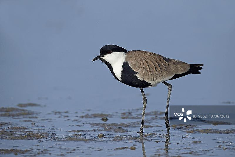 距翅麦鸡，欧洲塞浦路斯浅水区泥地上行走图片素材