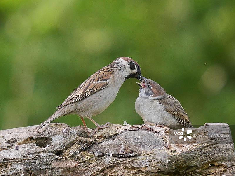 欧亚麻雀在树枝上喂食雏鸟，保加利亚图片素材