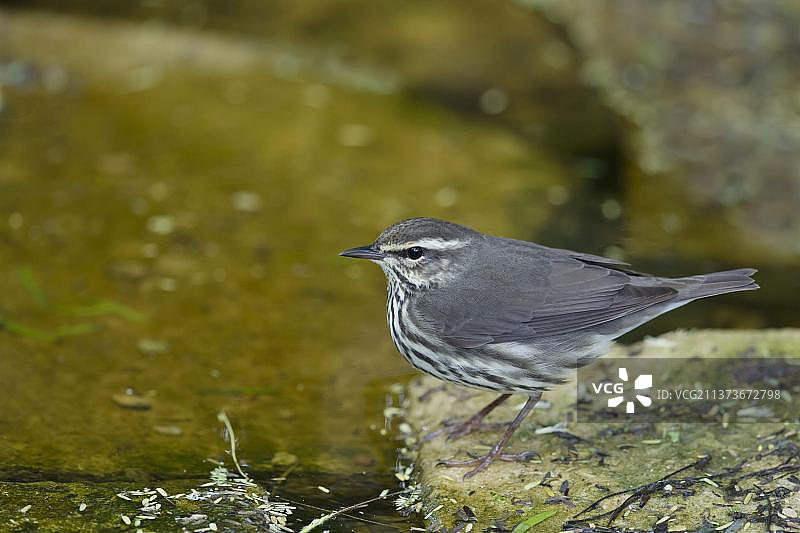 河岸边的北美水鸫图片素材