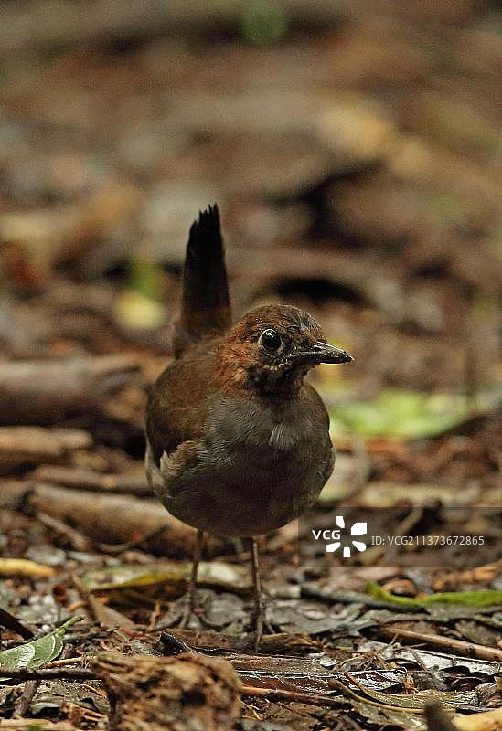 雨中站在森林地面的黑胸蚁鸫，巴拿马埃尔瓦列，中美洲图片素材
