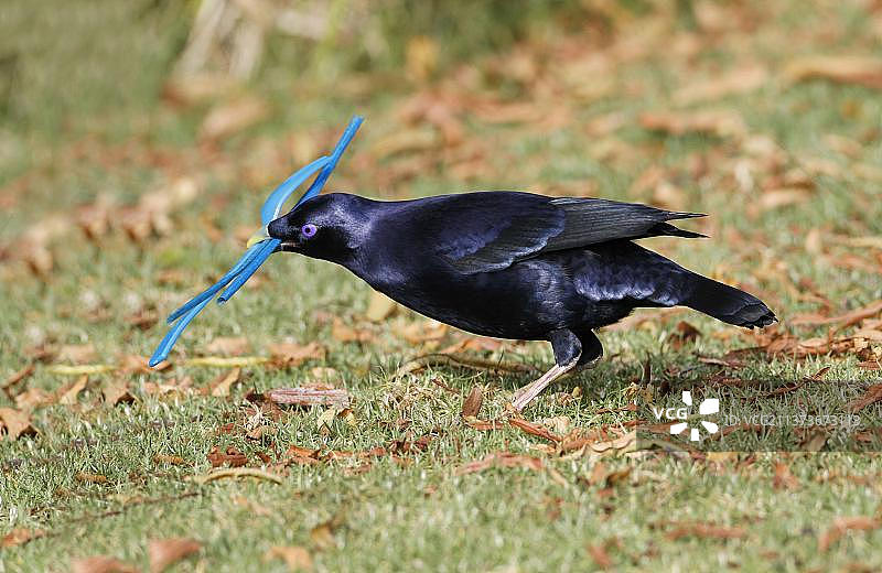 丝绸园丁鸟、缎蓝园丁鸟、鸣禽、动物图片素材