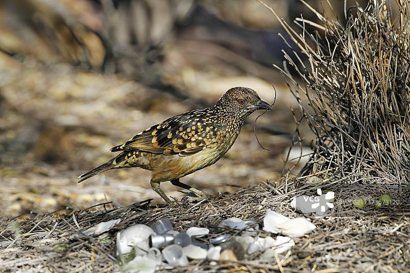 装饰凉亭结构的斑点园丁鸟（雄性），澳大利亚北领地西麦克唐奈国家公园图片素材