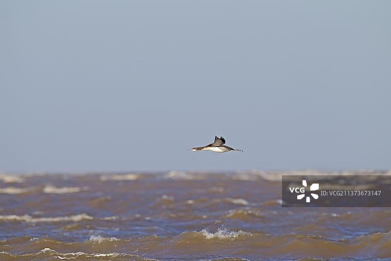 黑喉潜鸟（幼鸟）在海上飞行，英国图片素材