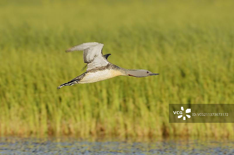 红喉潜鸟（夏羽）在冰岛湖面上飞行图片素材