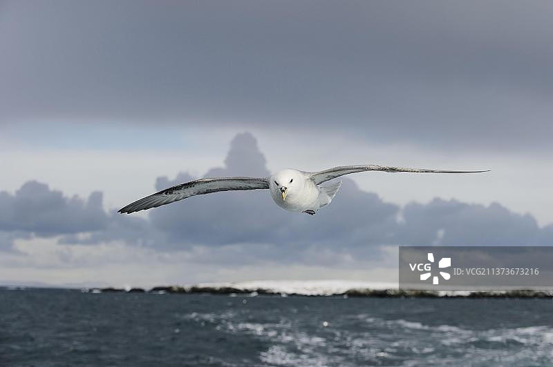 北极海燕在冰岛的飞行图片素材