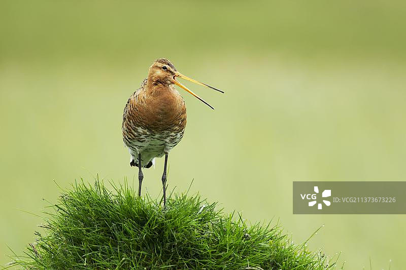 站在草地山丘上鸣叫的黑尾塍鹬，冰岛，欧洲图片素材