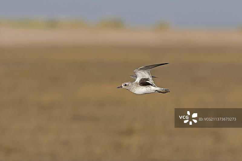 在英国诺福克小溪上飞行的灰色黑腹滨鹬成年非繁殖羽毛照片图片素材