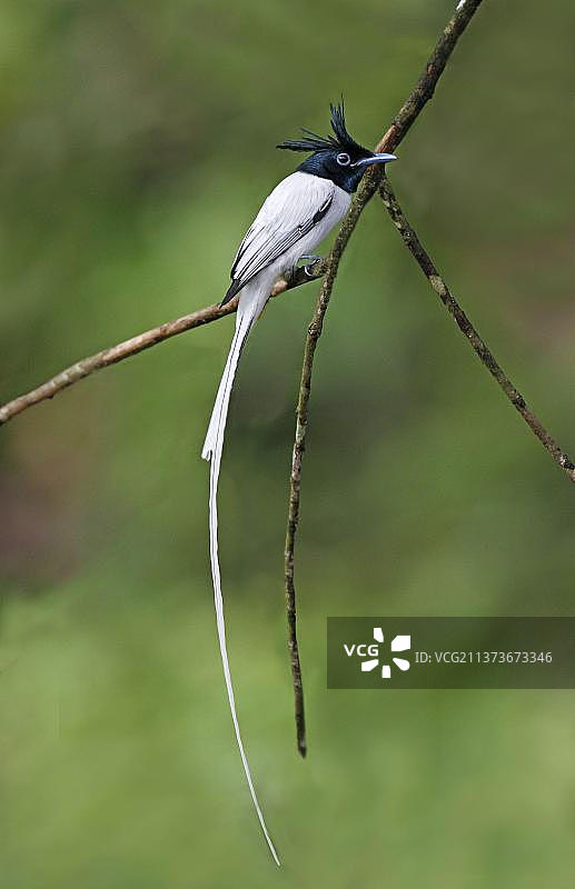 成年雄性亚洲寿带鸟(普通寿带鸟)栖息在低地雨林的树枝上，辛哈拉贾森林保护区，斯里兰卡，亚洲图片素材