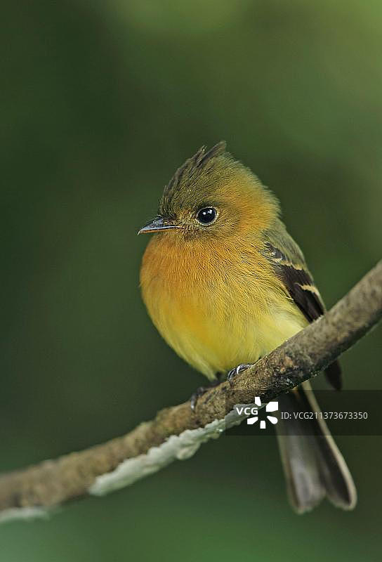 北部簇生蝇霸（Mitrephanes phaeocercus aurantiiventris）成鸟，栖息在树枝上，巴拿马，中美洲图片素材