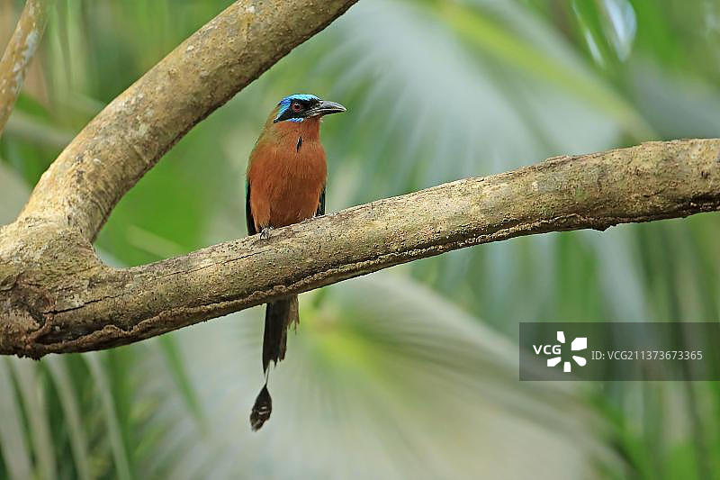 特立尼达翠鴗（Momotus bahamensis），成年，栖息在树枝上，特立尼达和多巴哥，中美洲图片素材