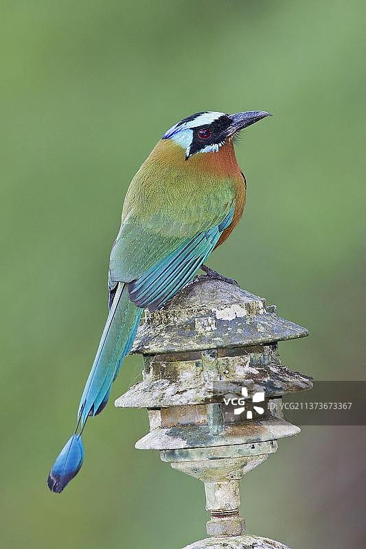 特立尼达翠鴗（巴哈马翠鴗）成年鸟，栖息在光线下，多巴哥，特立尼达和多巴哥，中美洲图片素材