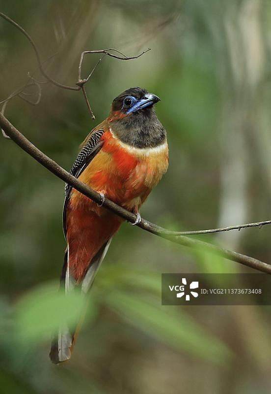 红枕咬鹃幼鸟（雄性），栖息在树枝上，马来西亚图片素材
