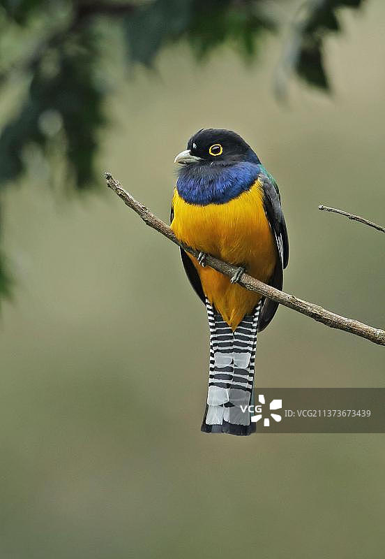 北部紫咬鹃图片素材