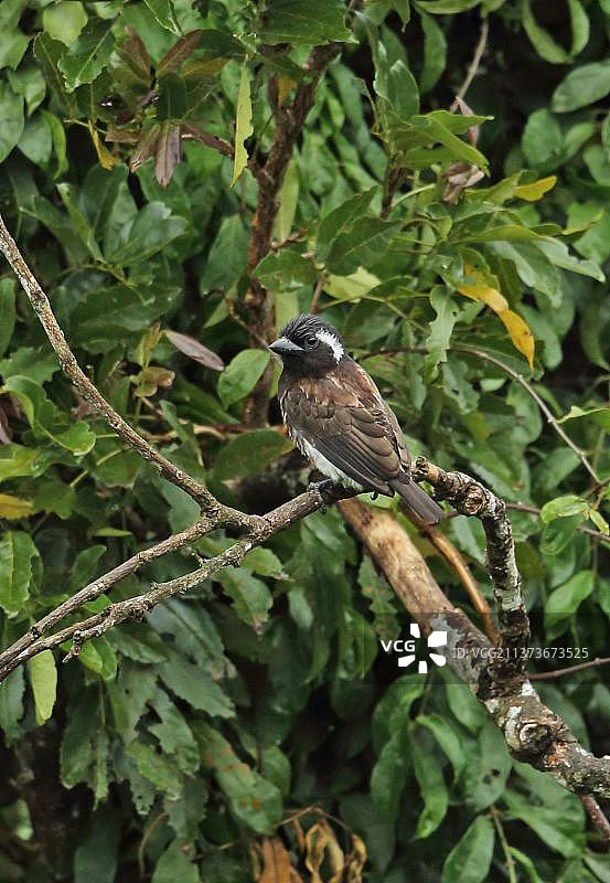 白耳非洲拟䴕(Stactolaema leucotis leucotis)栖息于树枝上,位于南非夸祖鲁-纳塔尔省Dlinza森林自然保护区图片素材