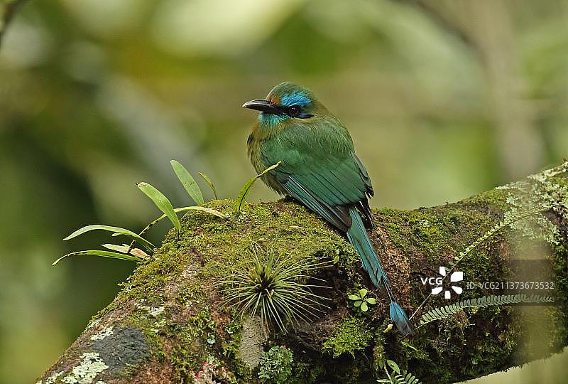 龙骨嘴翠鴗，成鸟，栖息在树枝上，洪都拉斯帕纳坎，中美洲图片素材