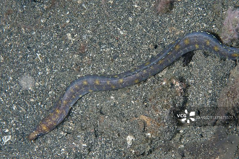 里夫鳗（Gymnothorax reevesii），成鱼，位于印度尼西亚苏拉威西岛蓝碧海峡图片素材