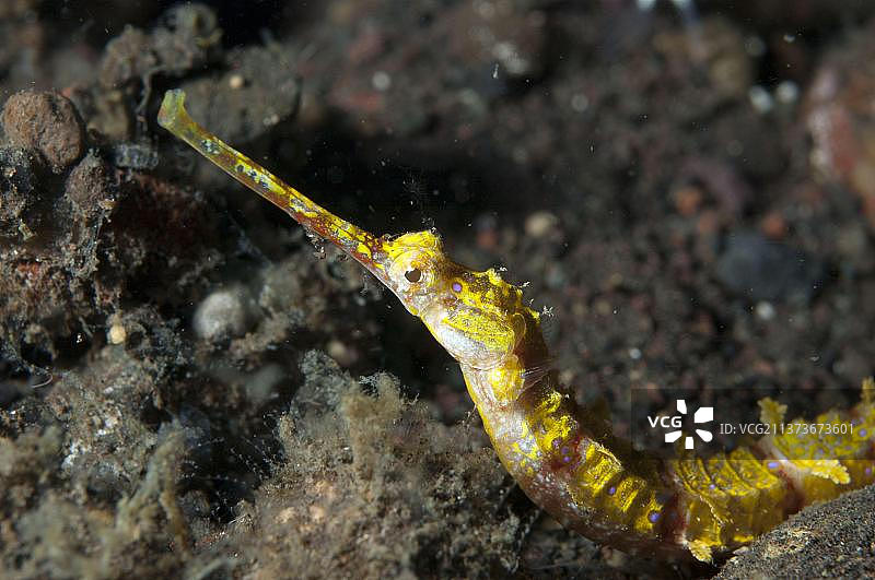 带翅膀的湖泊徽章，胡子湖泊徽章，其他动物，鱼类图片素材