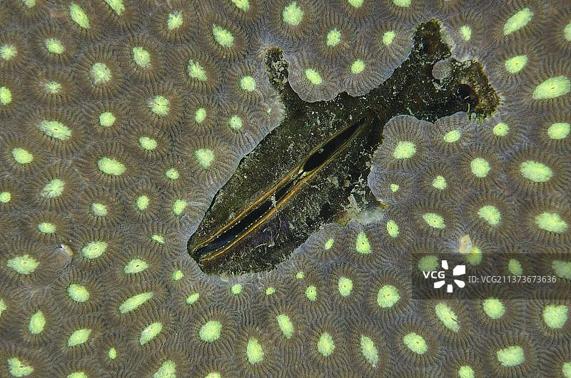 双瓣海螂（Septifer bilocularis）成贝，位于石珊瑚（Diploastrea pentagona）中，地点：吉科莱芒，蓝碧海峡，苏拉威西岛，大巽他群岛，印度尼西亚，亚洲图片素材