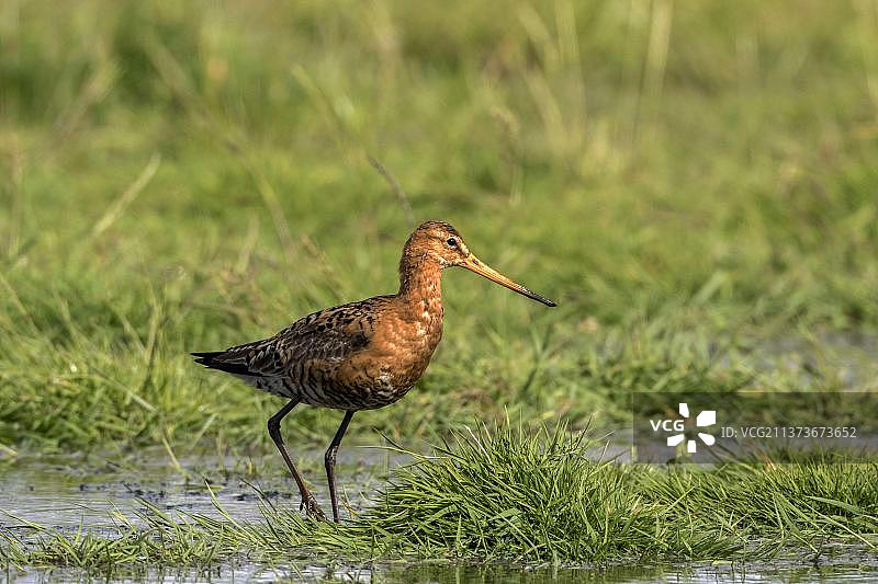 夏羽黑尾塍鹬，冰岛品种，诺福克郡图片素材