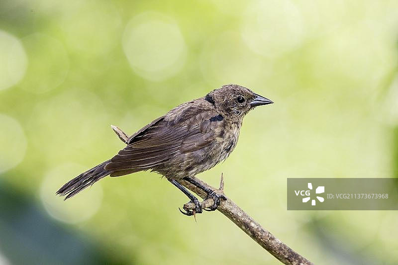 丝光牛鹂，鸣禽图片素材