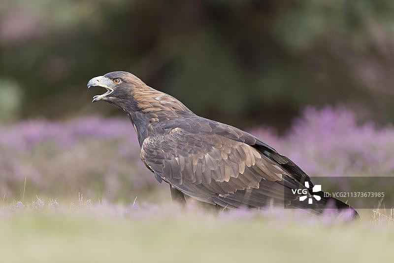 栖息在石楠上的幼年金雕图片素材