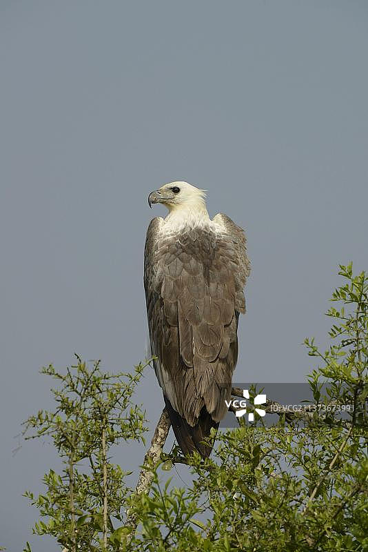 白腹海雕，猛禽，鸟类，斯里兰卡图片素材