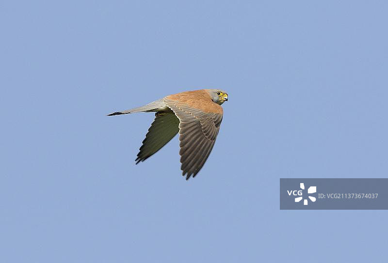 小红隼（Falco naumanni）成年雄性飞行照，希腊莱姆诺斯岛图片素材